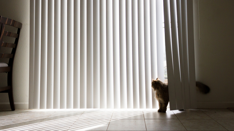 A cat standing in vertical blinds