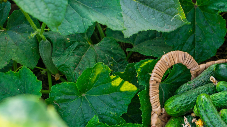 A basket of cucumbers