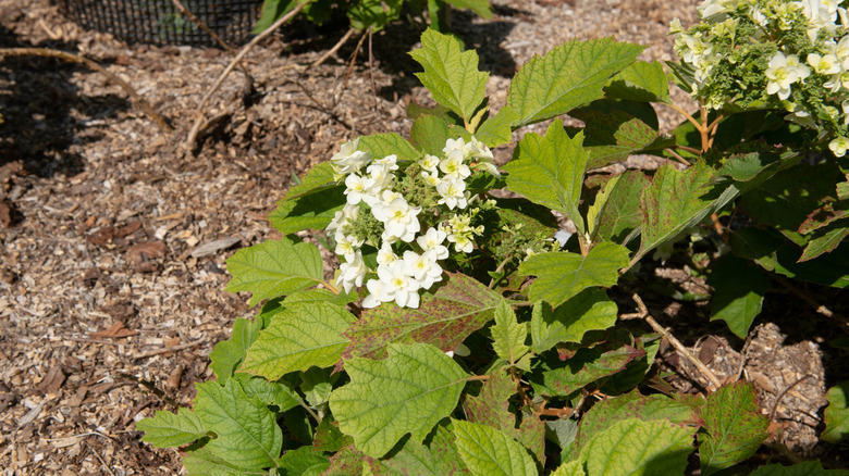 Oakleaf hydrangea (old wood) shrub