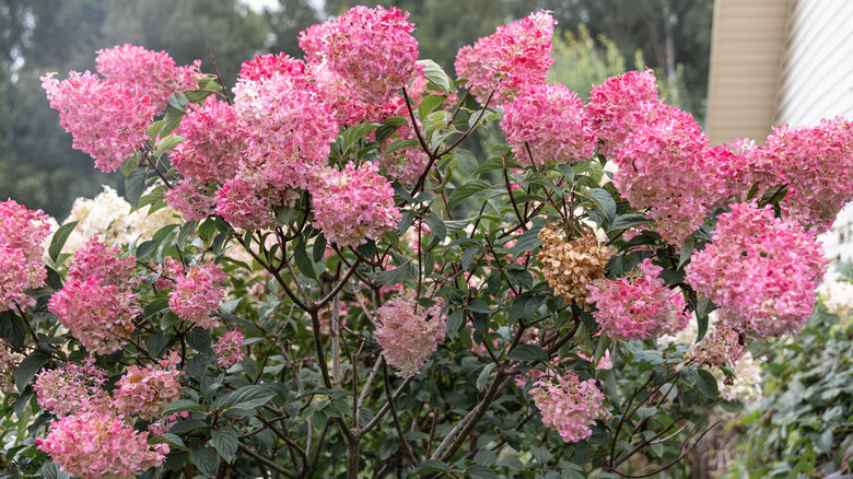 Panicle hydrangeas with pink flowers growing on new wood