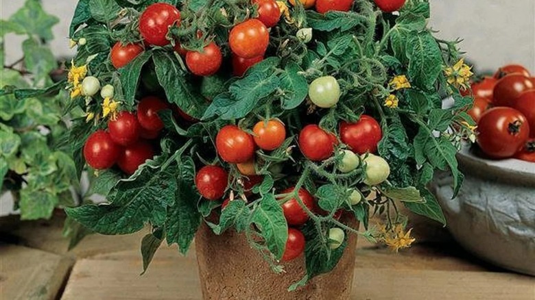 A compact 'Micro-Tom' tomato plant growing and fruiting in a coco coir flower pot on a wooden deck.
