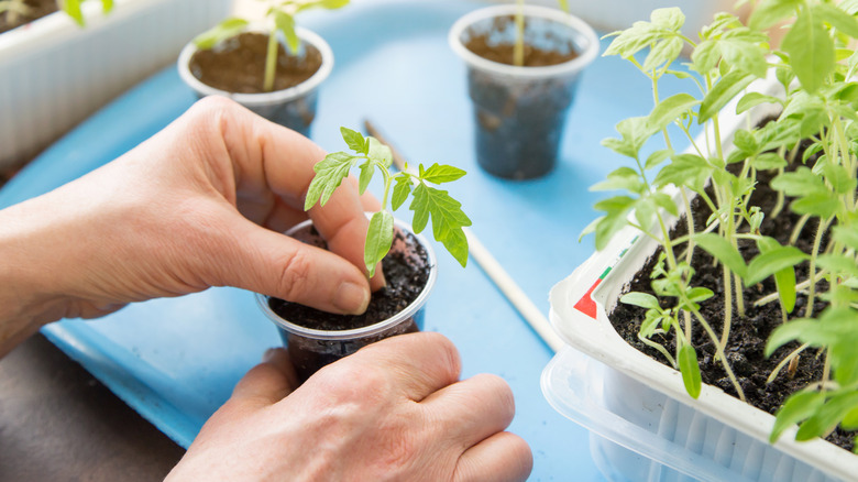 A person transplants tomato seedlings from a growing tray into plastic cups indoors.