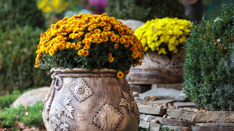 Mums thriving in a fall-themed planter in someone's backyard