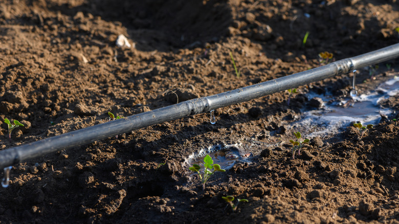 A drip irrigation system delivers water to plants via a long, black tube.