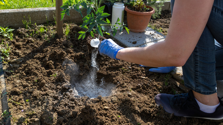 White, powdery granular fertilizer is being dumped into a hole dug out around someone's garden.