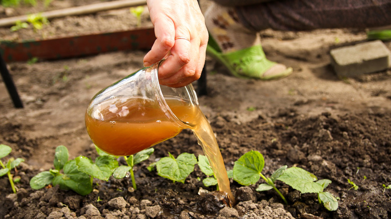 Closeup of person's hand pouring liquid fertilizer onto young plants