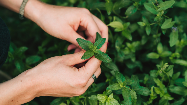 Person grooming a mint plant