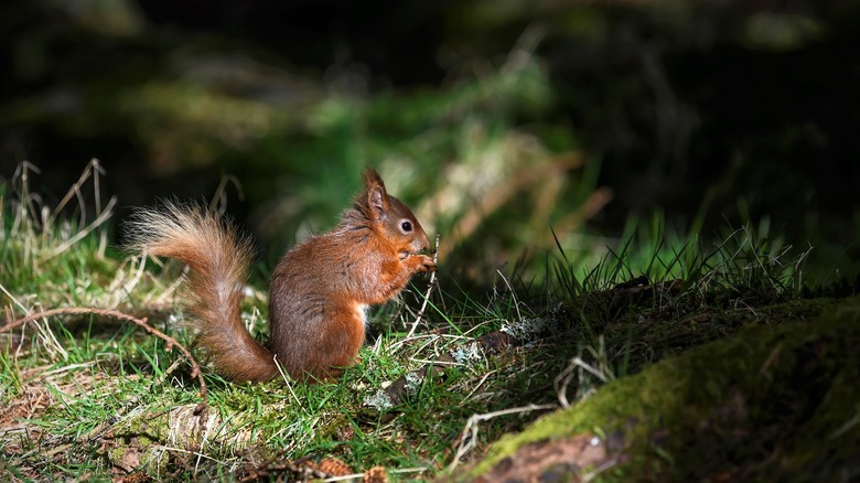 A squirrel in a yard