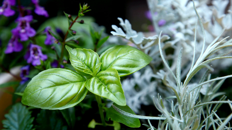 Green basil growing near purple flowers