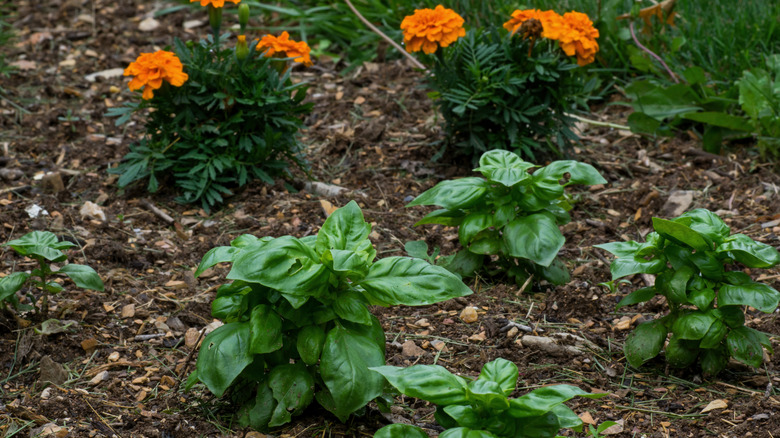 Orange marigolds planted beside basil in garden