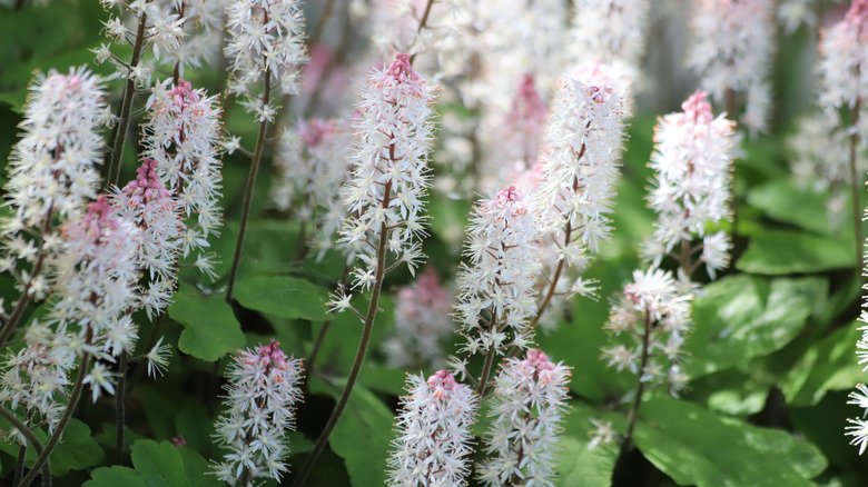 The delicate pink and white bristle-like flowers of the foamflower.