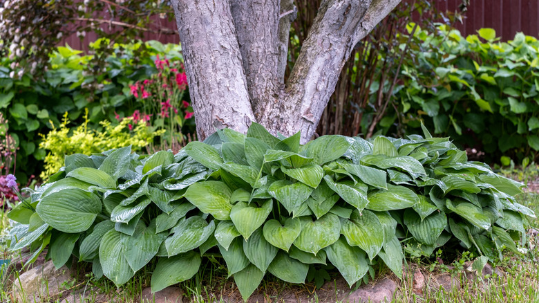 Hostas used as groundcover at the base of a tree in a garden.