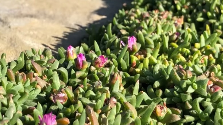 Dwarf carpet of stars ground cover with pink flower buds growing along a path.