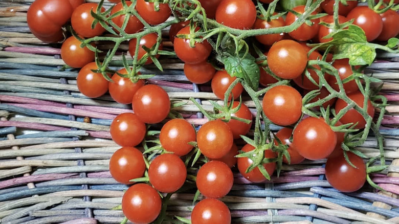 A cluster of dozens of round red Jasper tomatoes still on their vine sitting inside a multicolored wicker basket