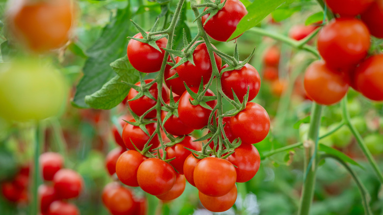 A cluster of ripe red tomatoes growing on a vine