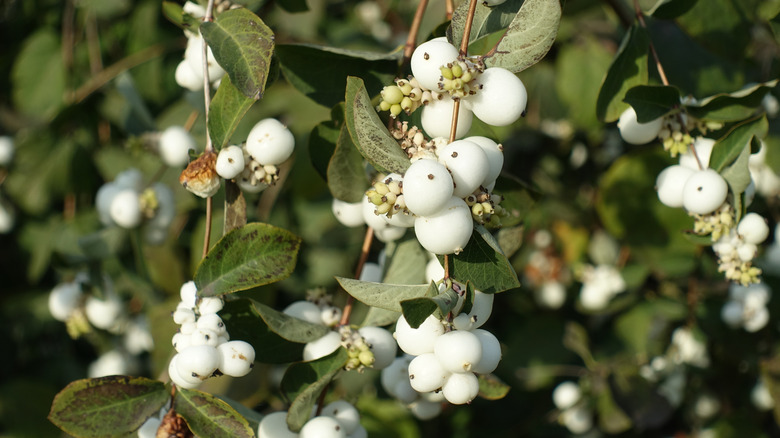 Closeup of white berries of Symphoricarpos albus in mid October