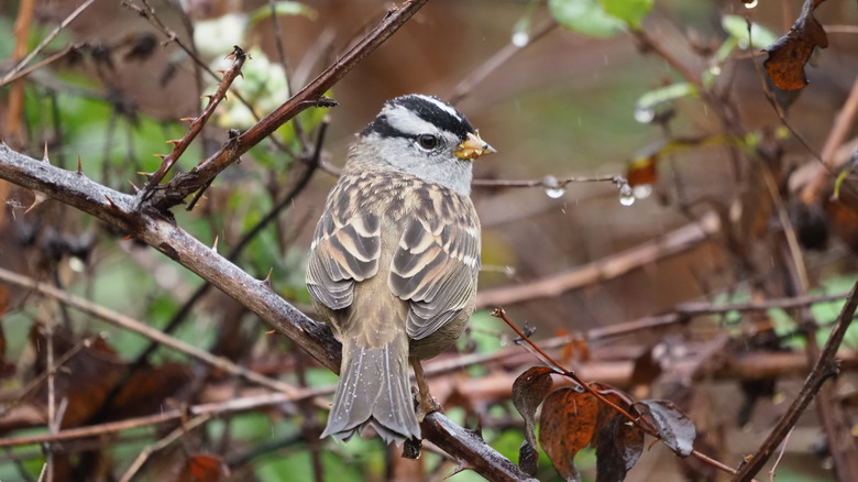 White-crowned Sparrow (Zonotrichia leucophrys) surrounded by Snowberry