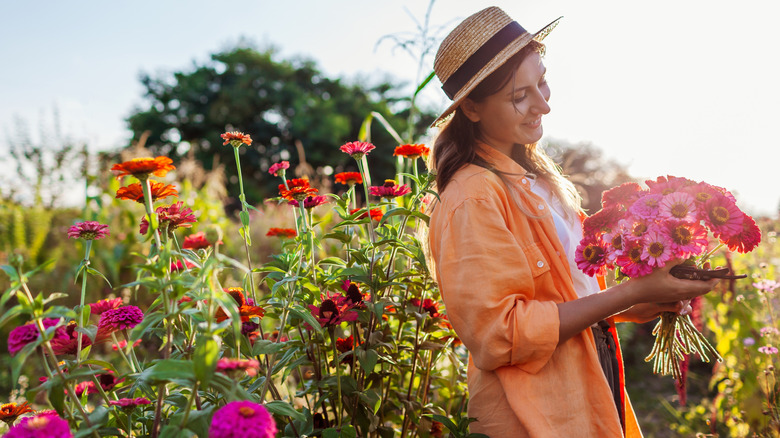 Woman harvests zinnia bouquet