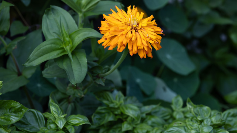 Golden zinnia growing next to with basil