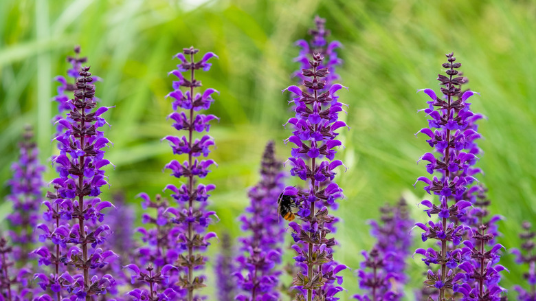 purple salvia with a bee