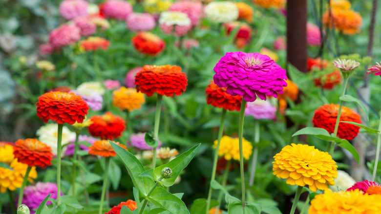 colorful zinnias