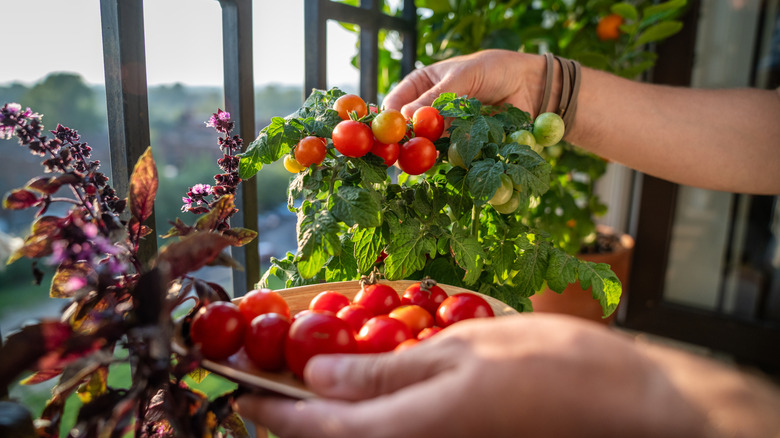 Hands picking tomatoes from container-grown plants