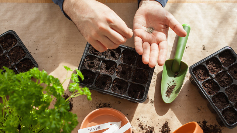 A man planting seeds for an indoor vegetable garden