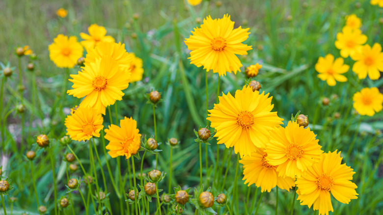 Long-blooming coreopsis is deer and rabbit resistant.