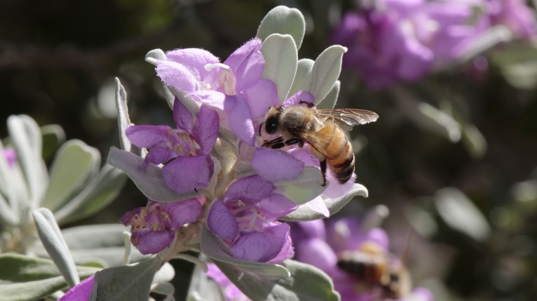 bee on Texas sage