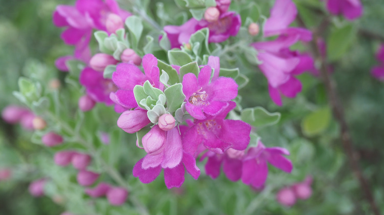 Texas sage pink flowers