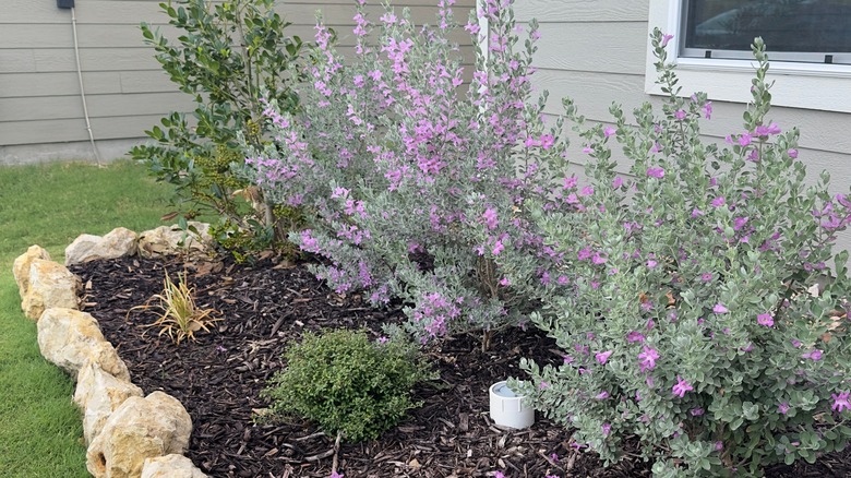 Texas sage in garden
