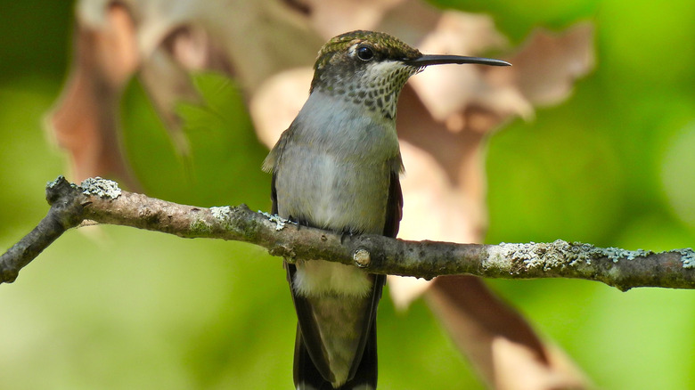 A female ruby throated hummingbird perches on a branch