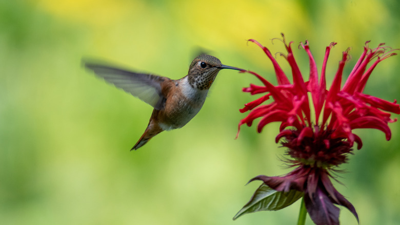 A hummingbird feeds on bee balm
