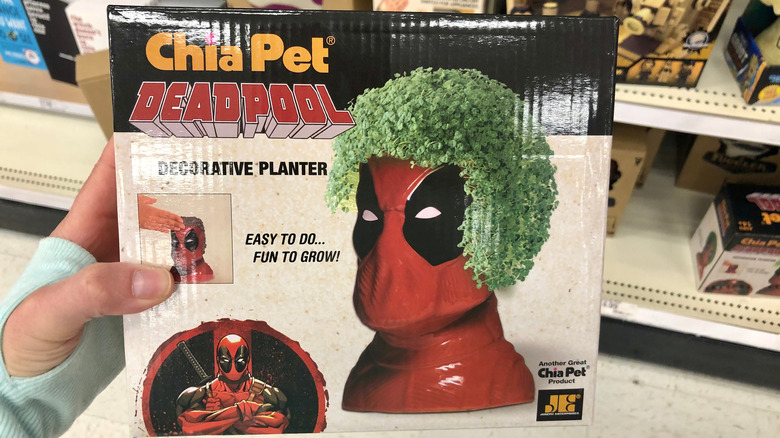 Person holding a Chia Pet