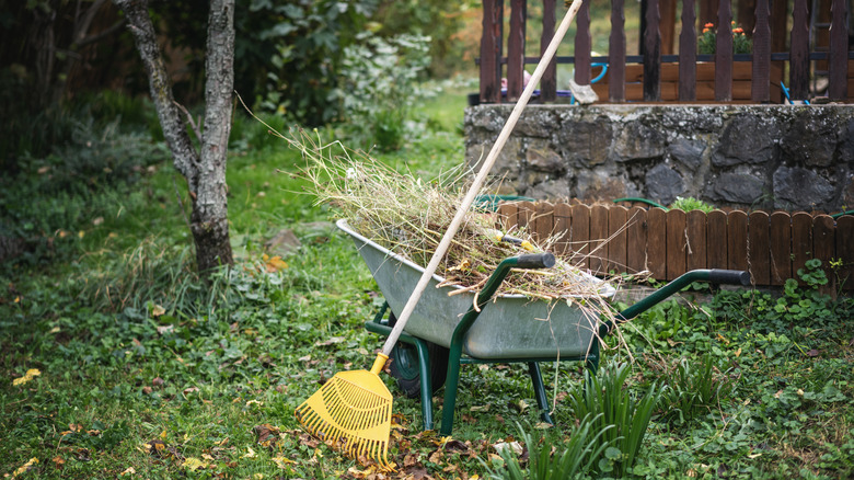Rake resting against a wheelbarrow full of twigs in a messy yard.