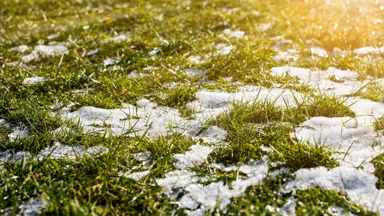 last snow melting on grass