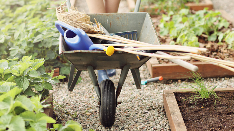 A gardener pushing a wheelbarrow full of gardening tools out to the vegetable garden