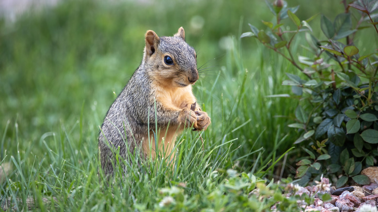 Squirrel in lush green garden snacking on foraged food