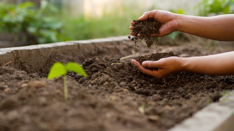beginner gardening planting plants
