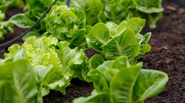 growing lettuce in garden