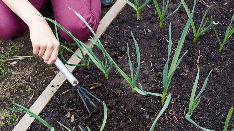 Hand raking onions in garden