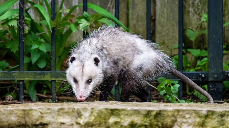 opossum in yard