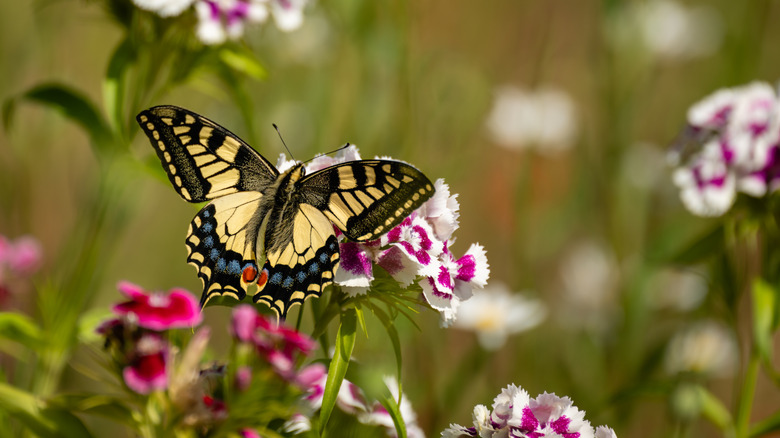 A butterfly visiting a sweet william flower