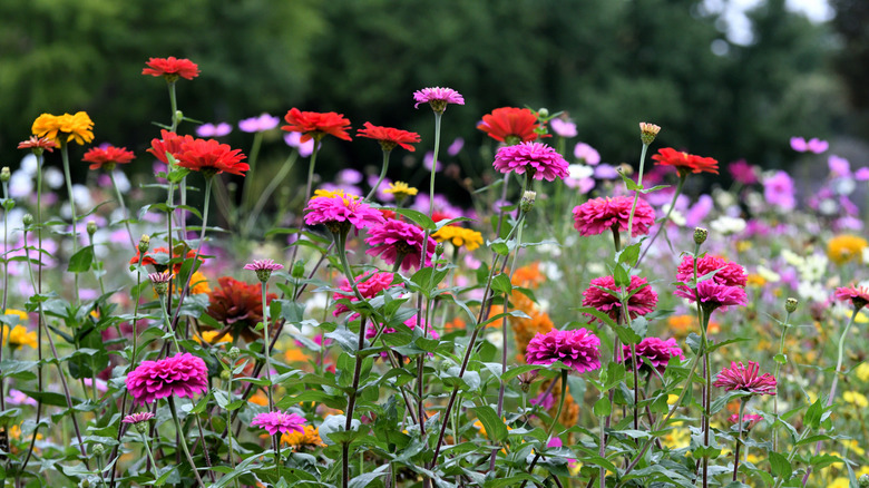 Colorful zinnias in full bloom on a sunny day
