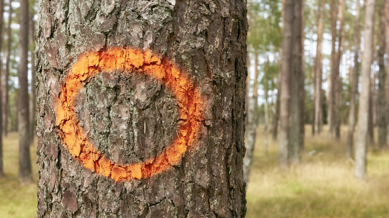 An orange circle painted on a tree in the woods