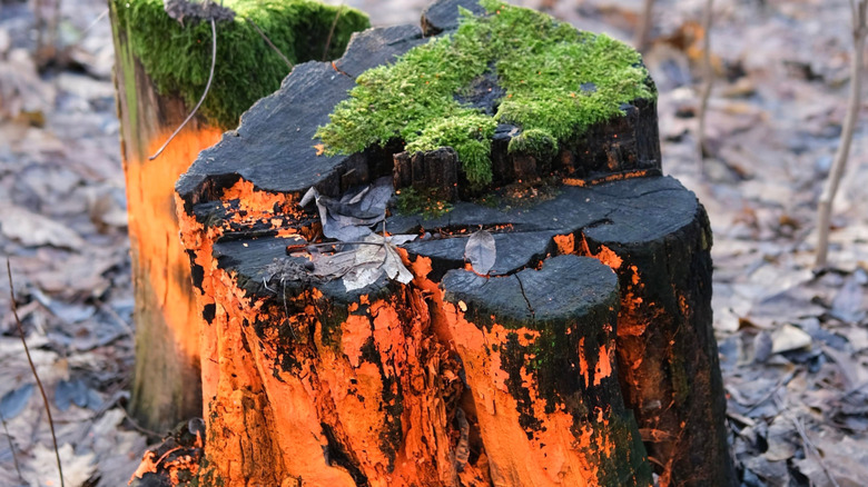 An old tree stump with orange paint sprayed across it.