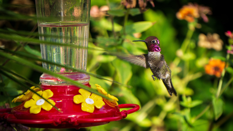Hummingbird flying to feeder