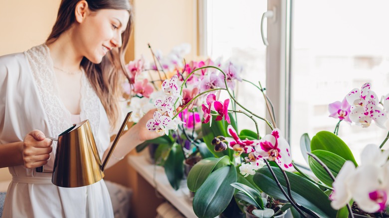 Person watering orchids