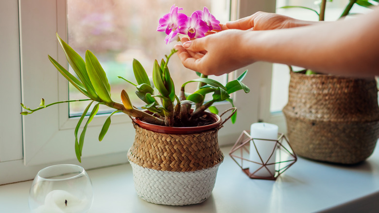 Person touching blooms of pink orchids in flower pot