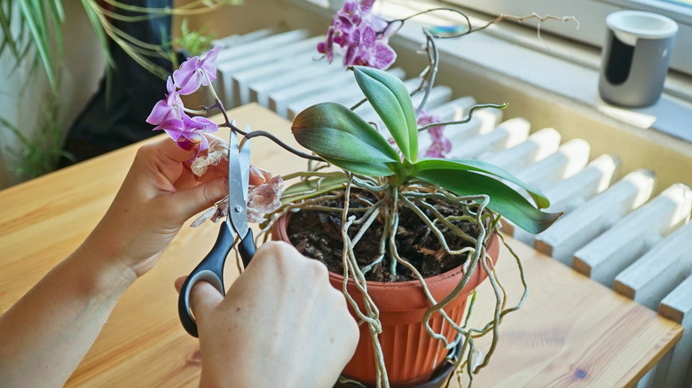 Person pruning dead branch of pink orchid flower